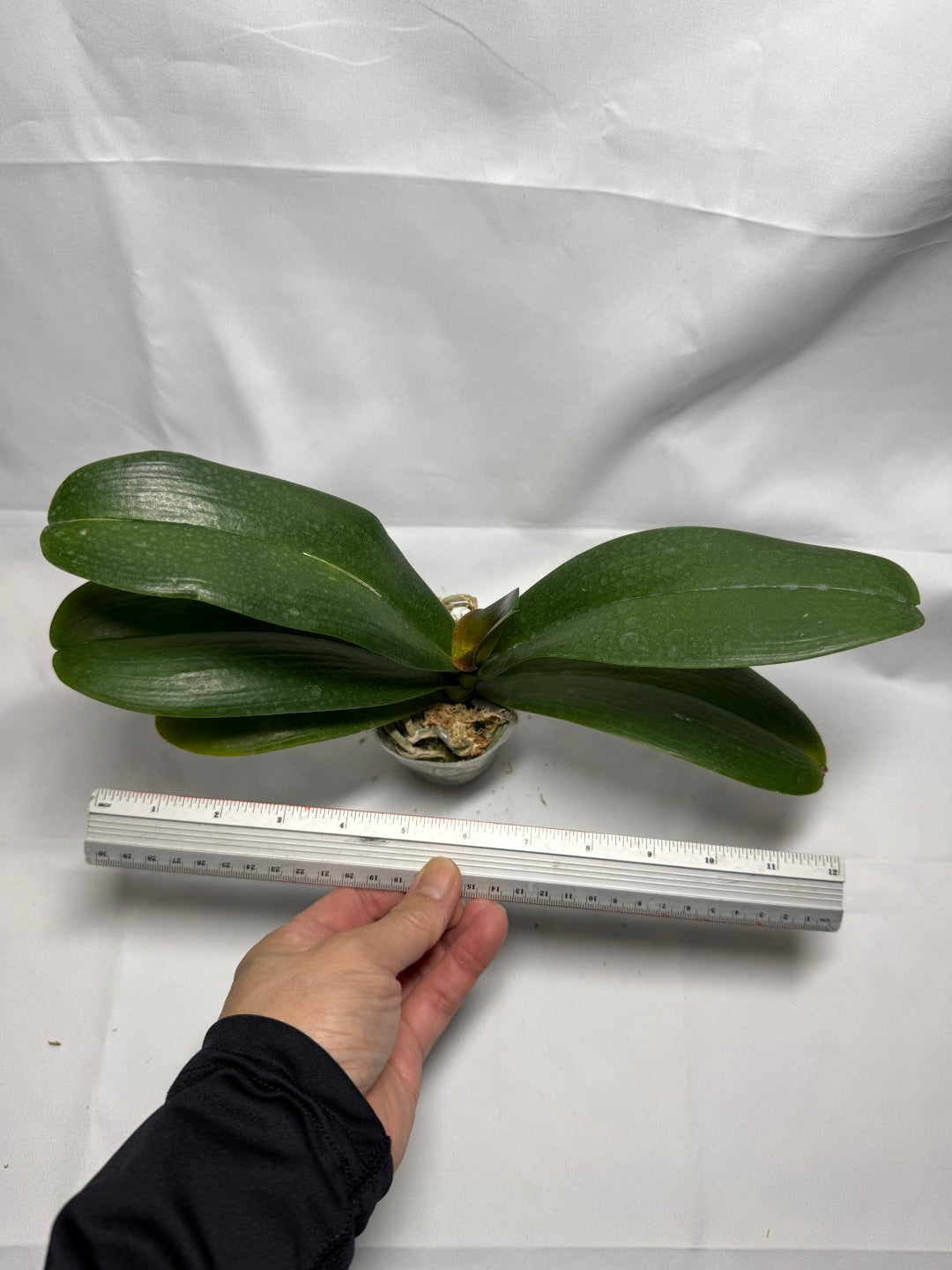 Phalaenopsis Brother Love Ai (Clone)