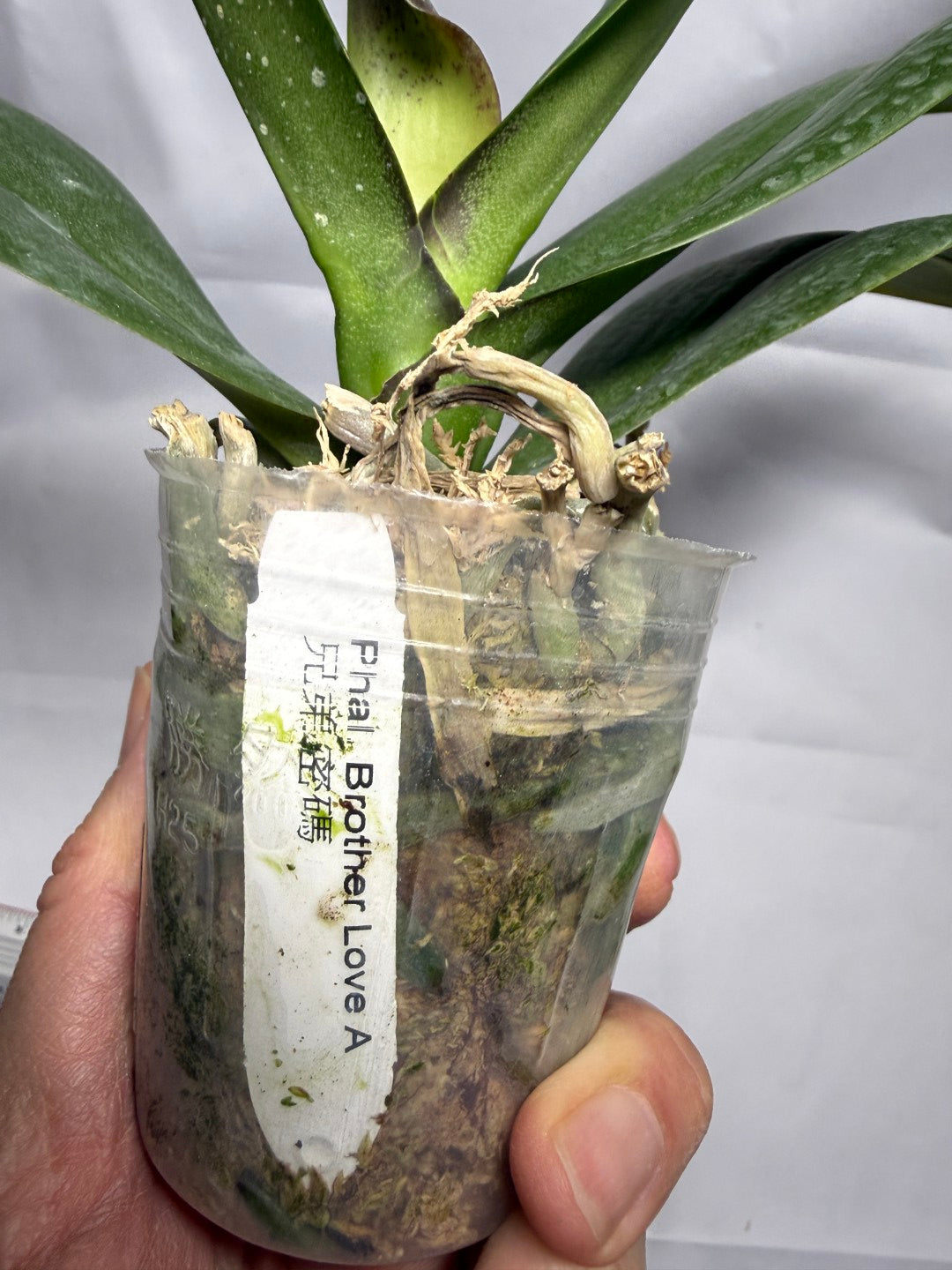 Phalaenopsis Brother Love Ai (Clone)