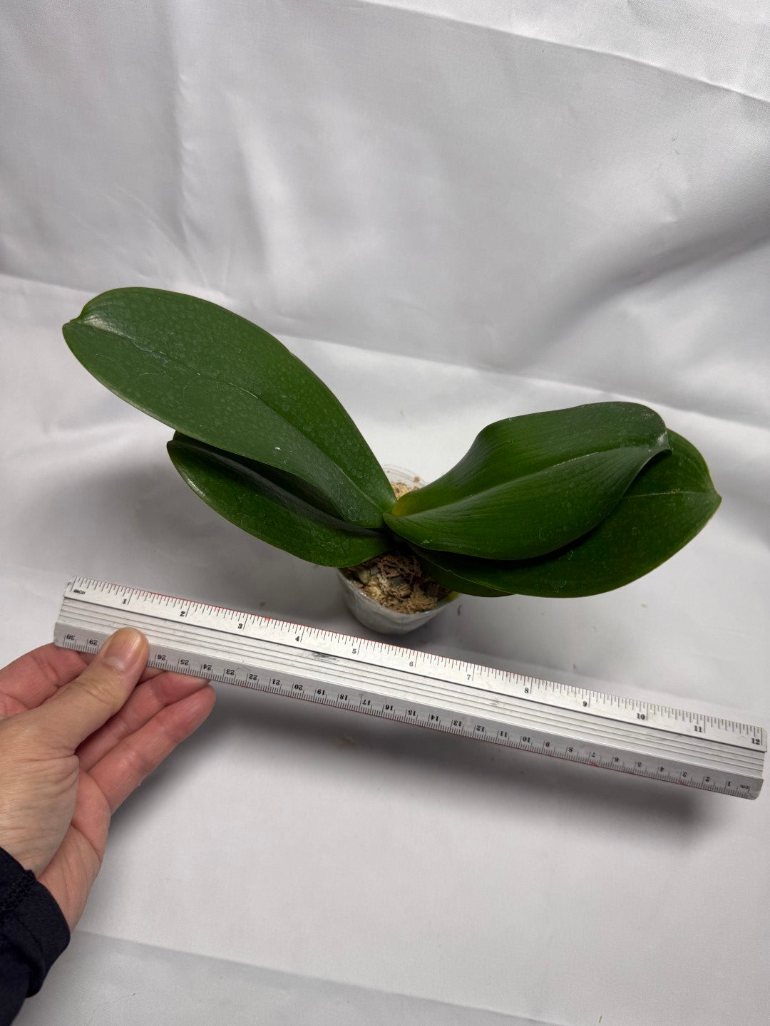 Phalaenopsis Charming Flamingo (Clone)