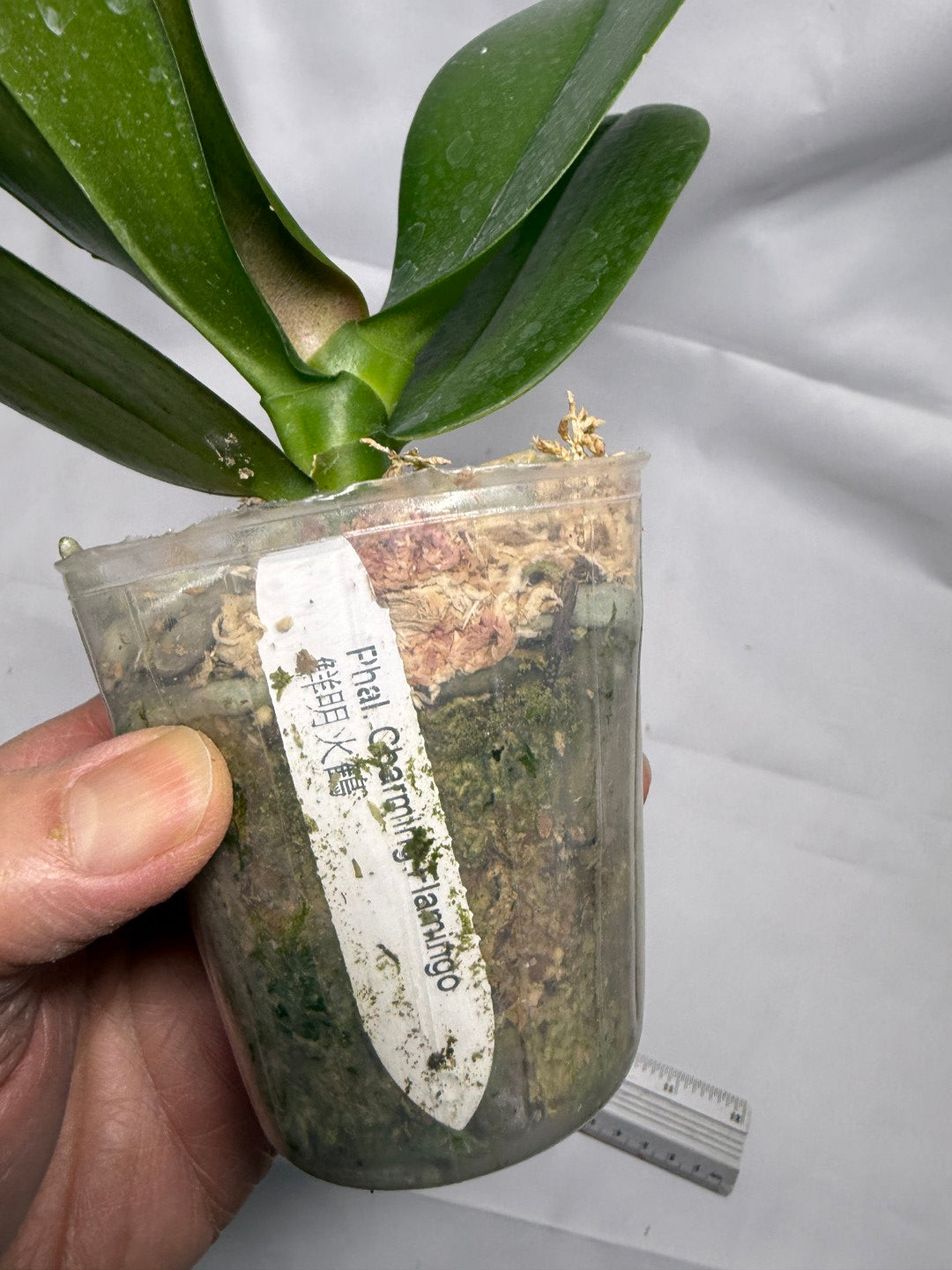 Phalaenopsis Charming Flamingo (Clone)