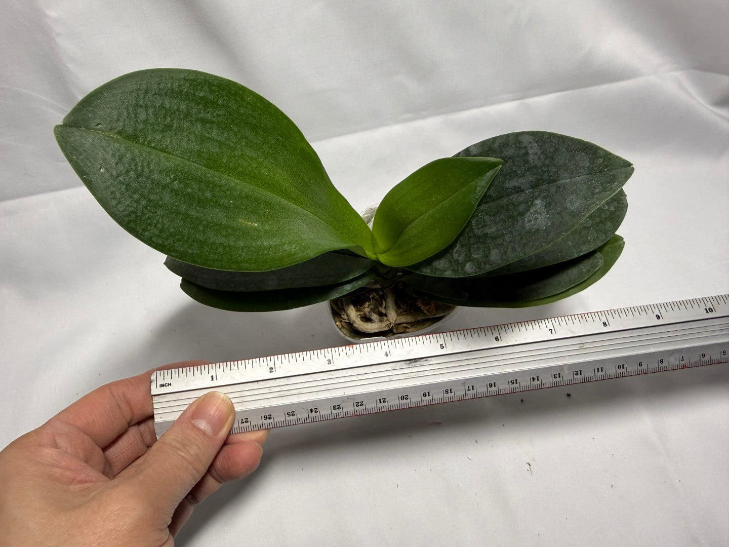 Phalaenopsis Liu's Triprince 'Pink' (peloric - 2 eyes)