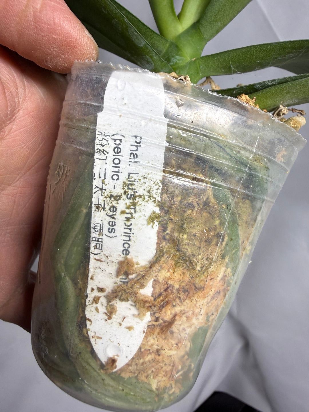 Phalaenopsis Liu's Triprince 'Pink' (peloric - 2 eyes)