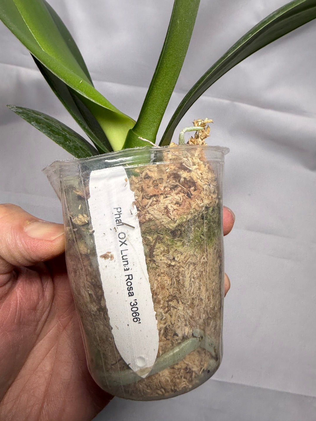 Phalaenopsis OX Luna Rosa '3066'