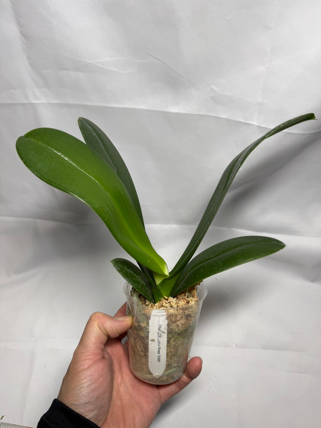 Phalaenopsis OX Luna Rosa '3066'