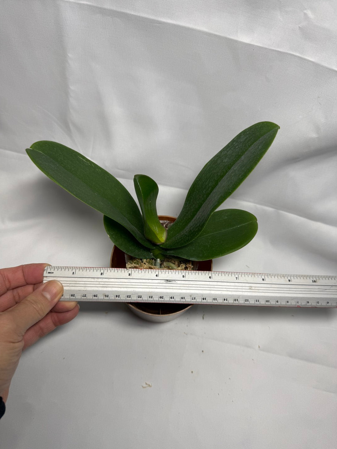 Phalaenopsis OX Purple Lady 'God of Wealth'