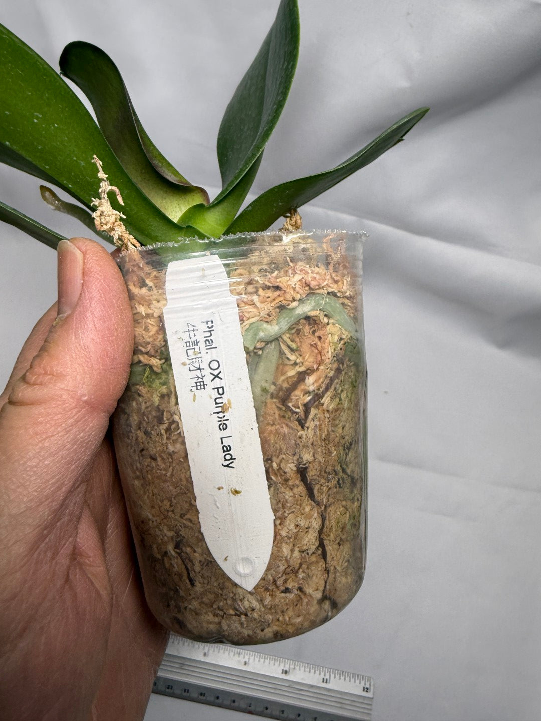 Phalaenopsis OX Purple Lady 'God of Wealth'