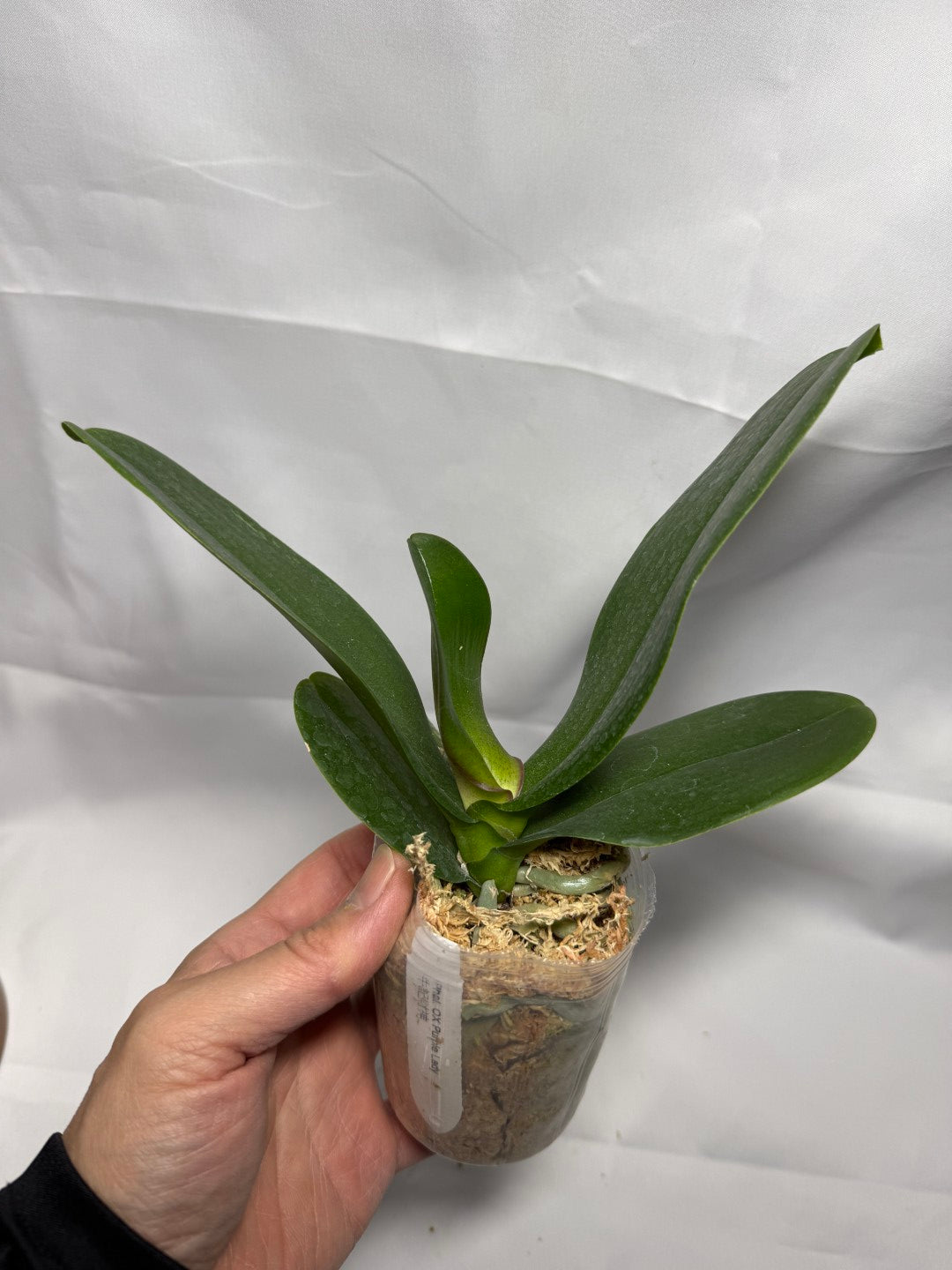 Phalaenopsis OX Purple Lady 'God of Wealth'