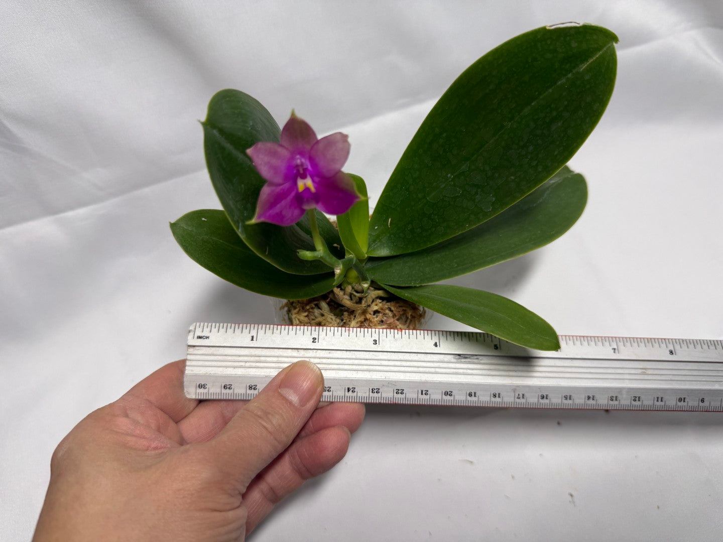 Phalaenopsis Yaphon Bear Sir '634'