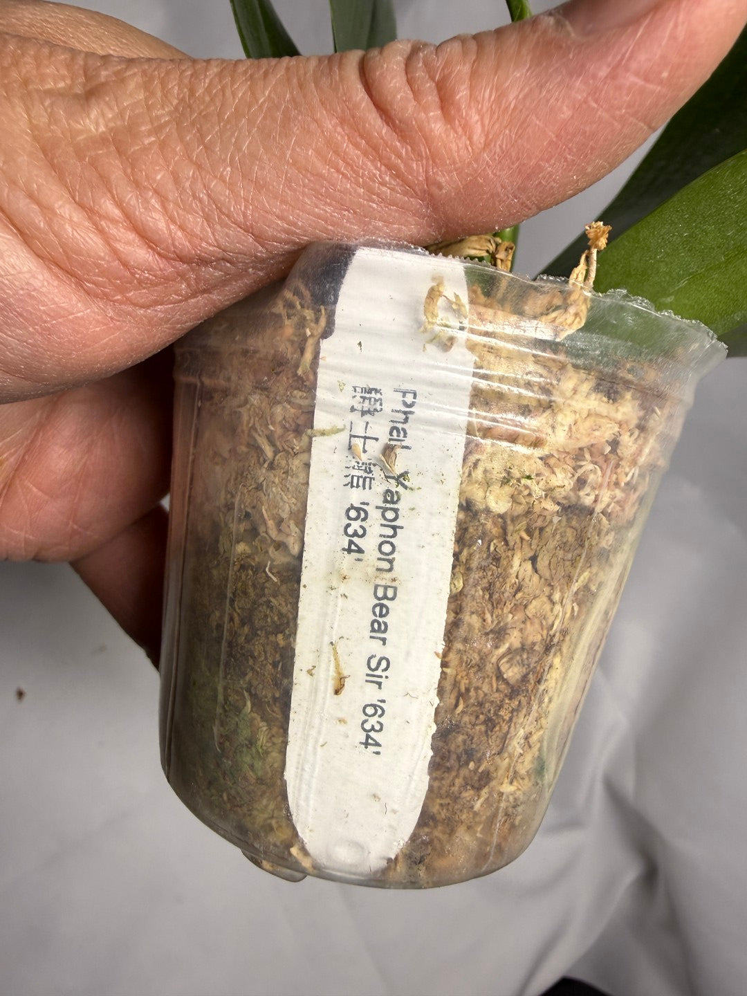 Phalaenopsis Yaphon Bear Sir '634'