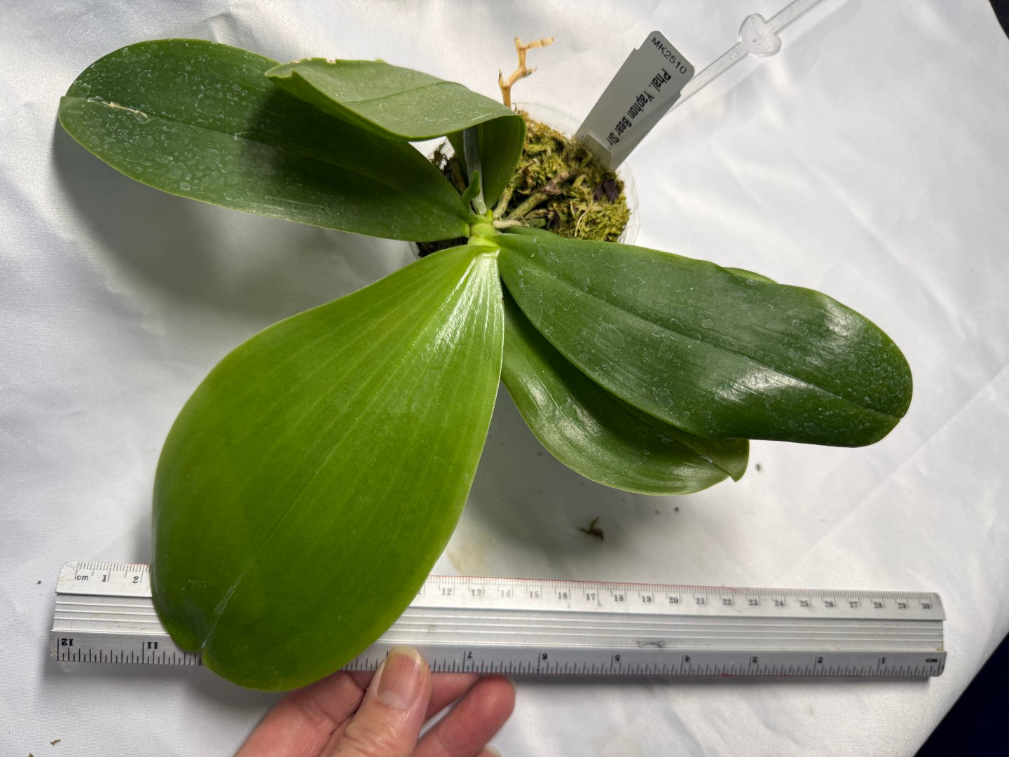 Phalaenopsis Yaphon Bear Sir '634' Spiking