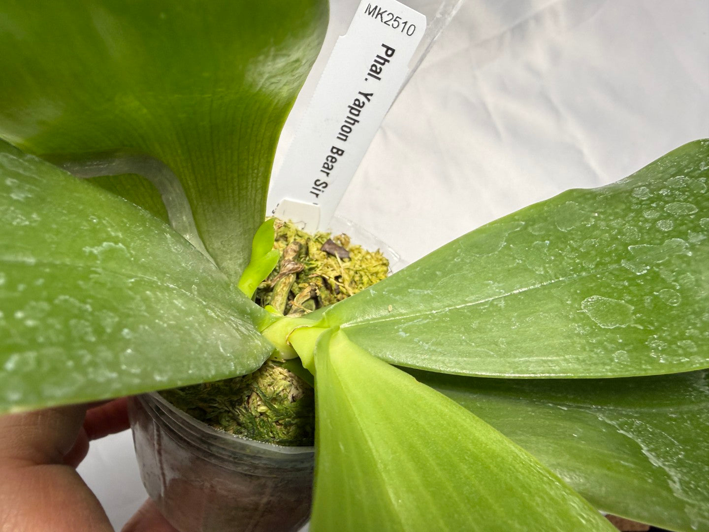 Phalaenopsis Yaphon Bear Sir '634' Spiking