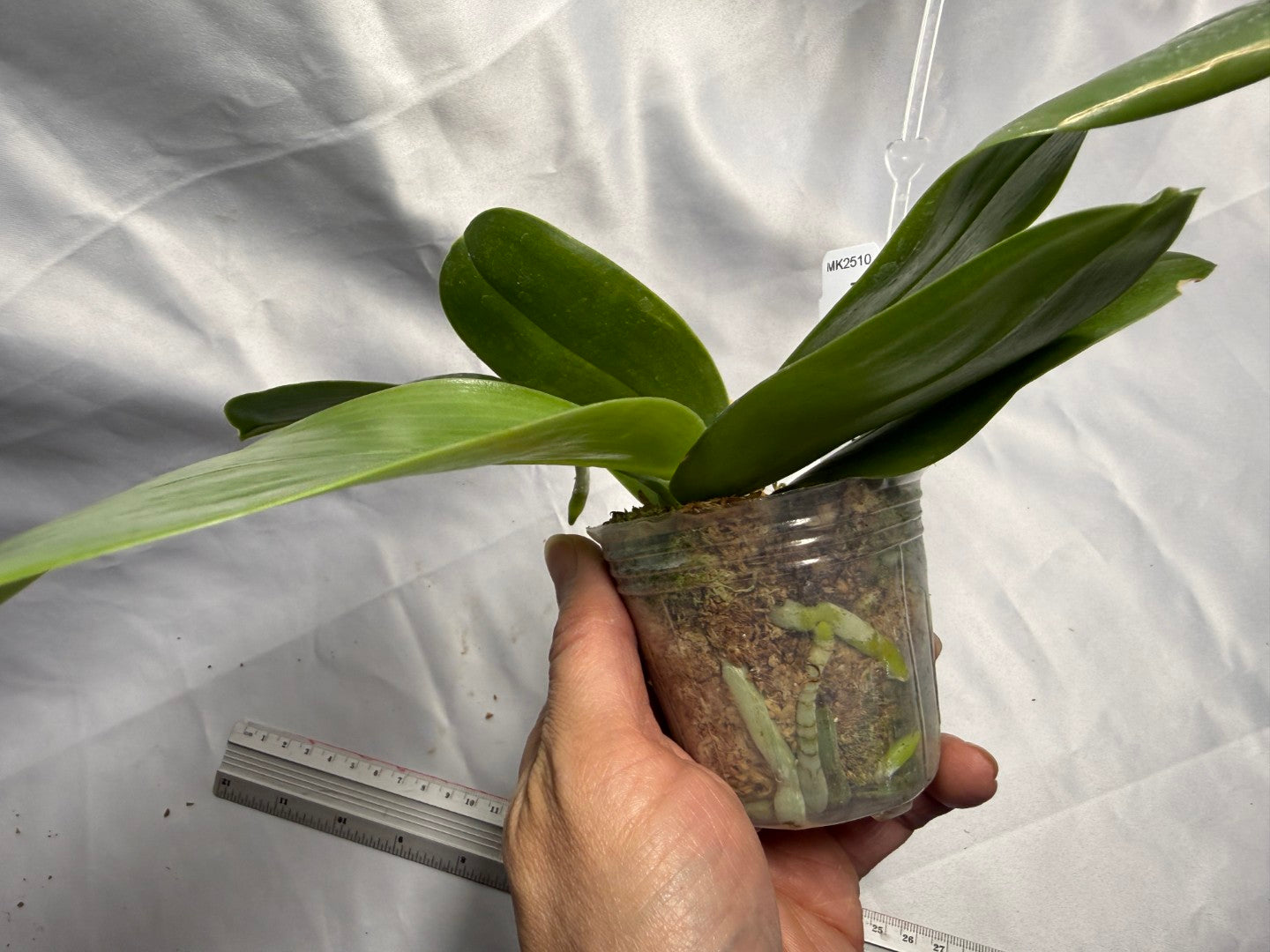 Phalaenopsis Yaphon Bear Sir '634' Spiking