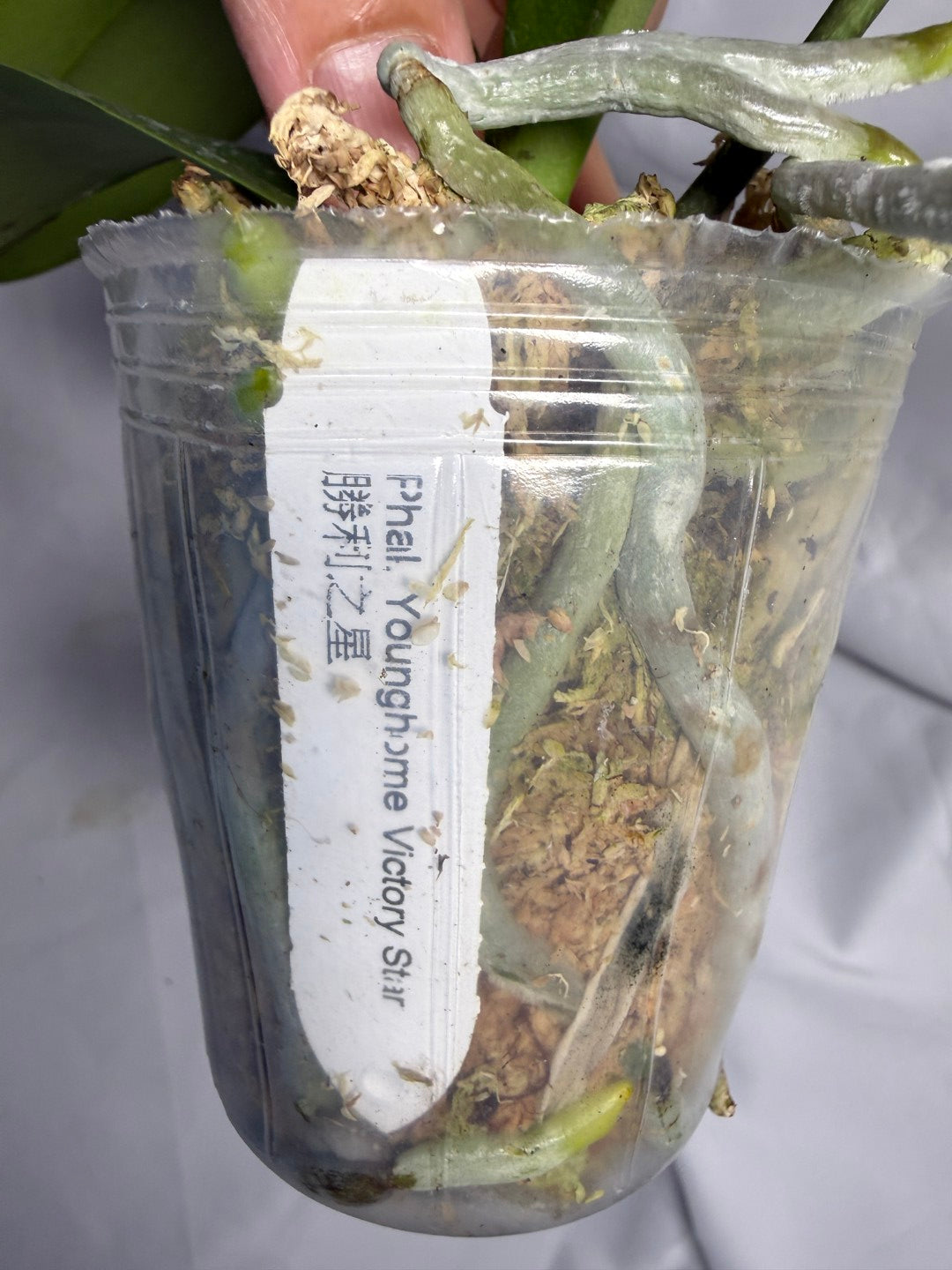 Phalaenopsis Younghome Victory Star (Clone)