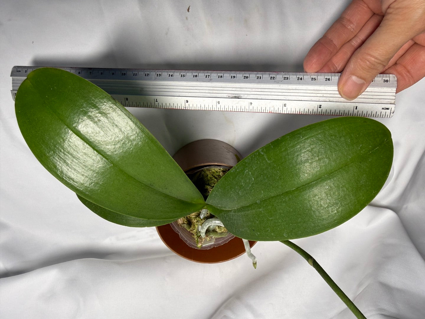 Phalaenopsis Younghome Victory Star (Clone)