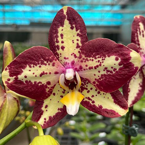 Phalaenopsis Younghome Victory Star (Clone)