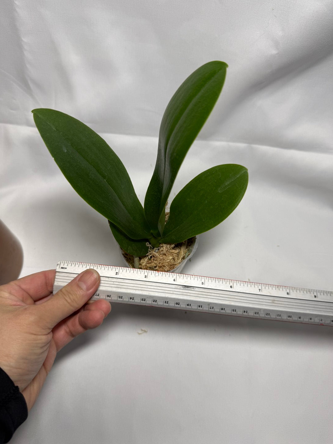 Phalaenopsis Younghome Victory Star (Clone)