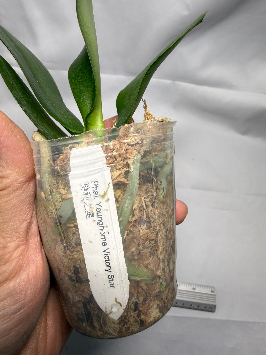 Phalaenopsis Younghome Victory Star (Clone)