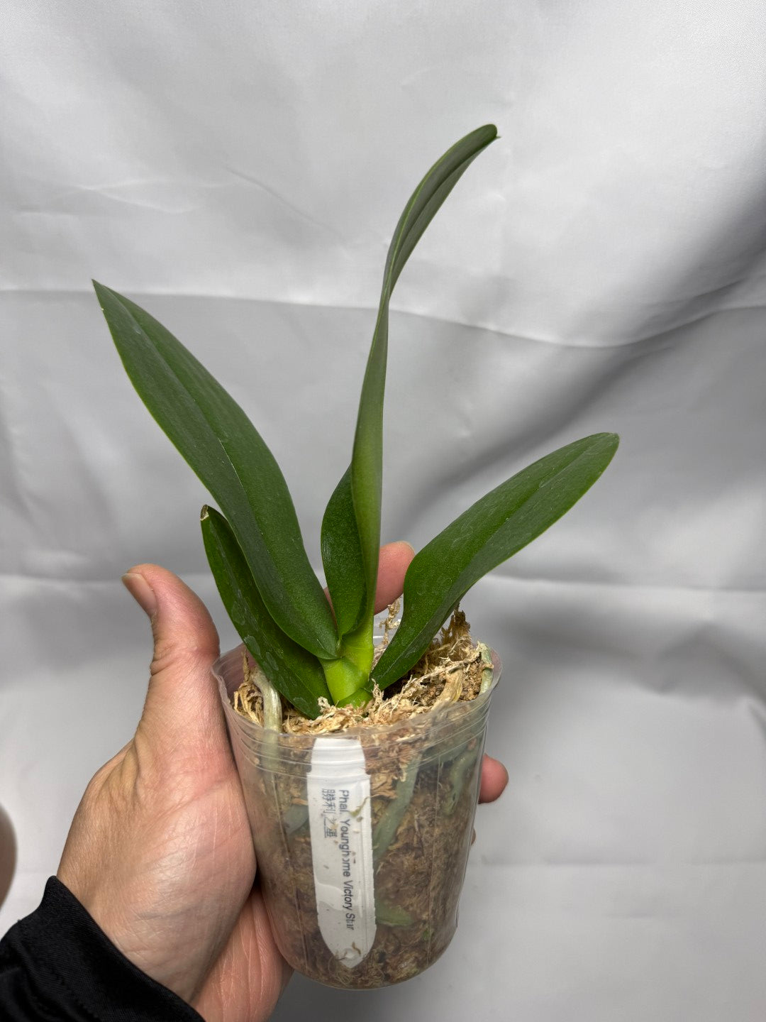 Phalaenopsis Younghome Victory Star (Clone)