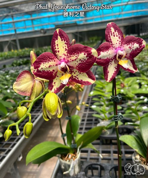 Phalaenopsis Younghome Victory Star (Clone)