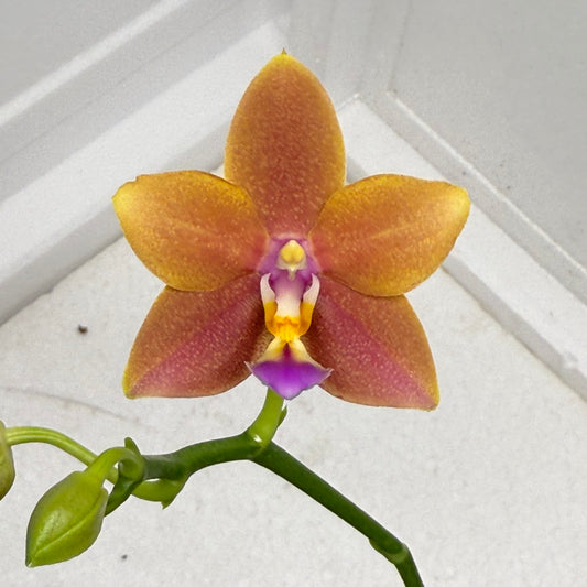 Phalaenopsis Meidarland Chambe (clone) 250901 Flowering