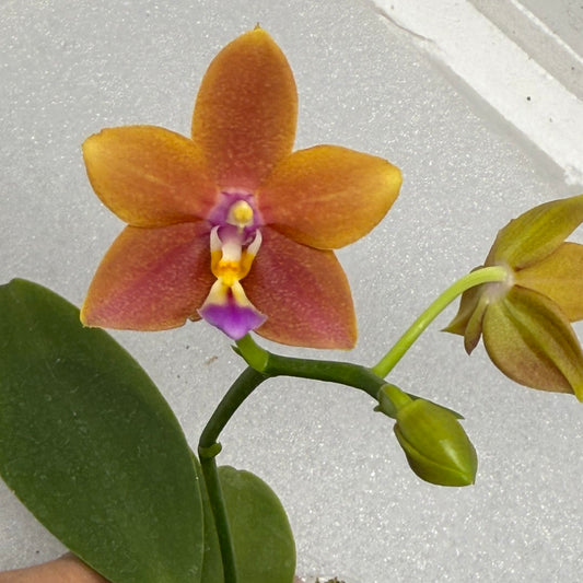 Phalaenopsis Meidarland Chambe (clone) 250904 Flowering