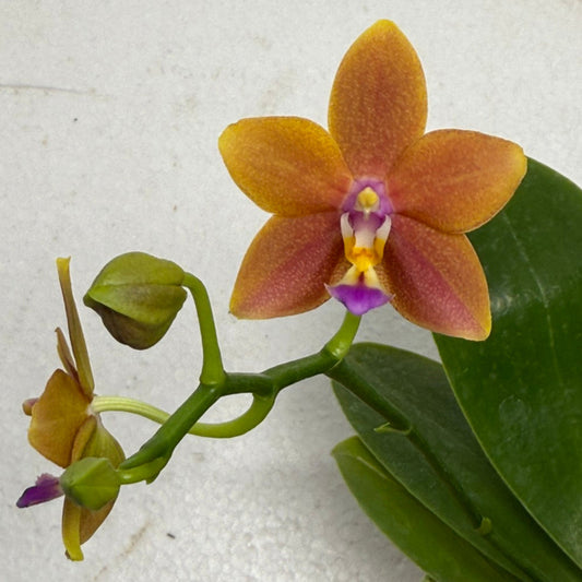 Phalaenopsis Meidarland Chambe (clone) 250910 Flowering