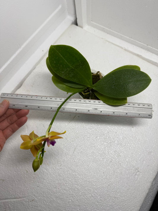 Phalaenopsis Meidarland Chambe (clone) 250910 Flowering