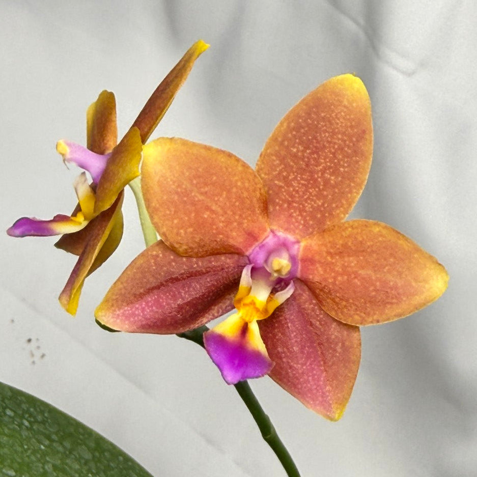 Phalaenopsis Meidarland Chambe (clone) 251118 Flowering