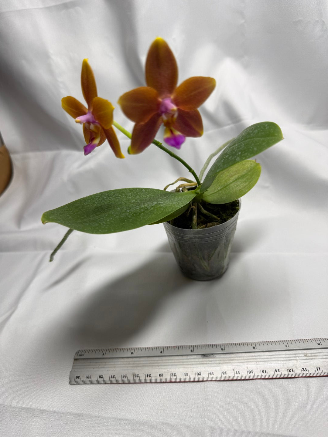 Phalaenopsis Meidarland Chambe (clone) 251118 Flowering