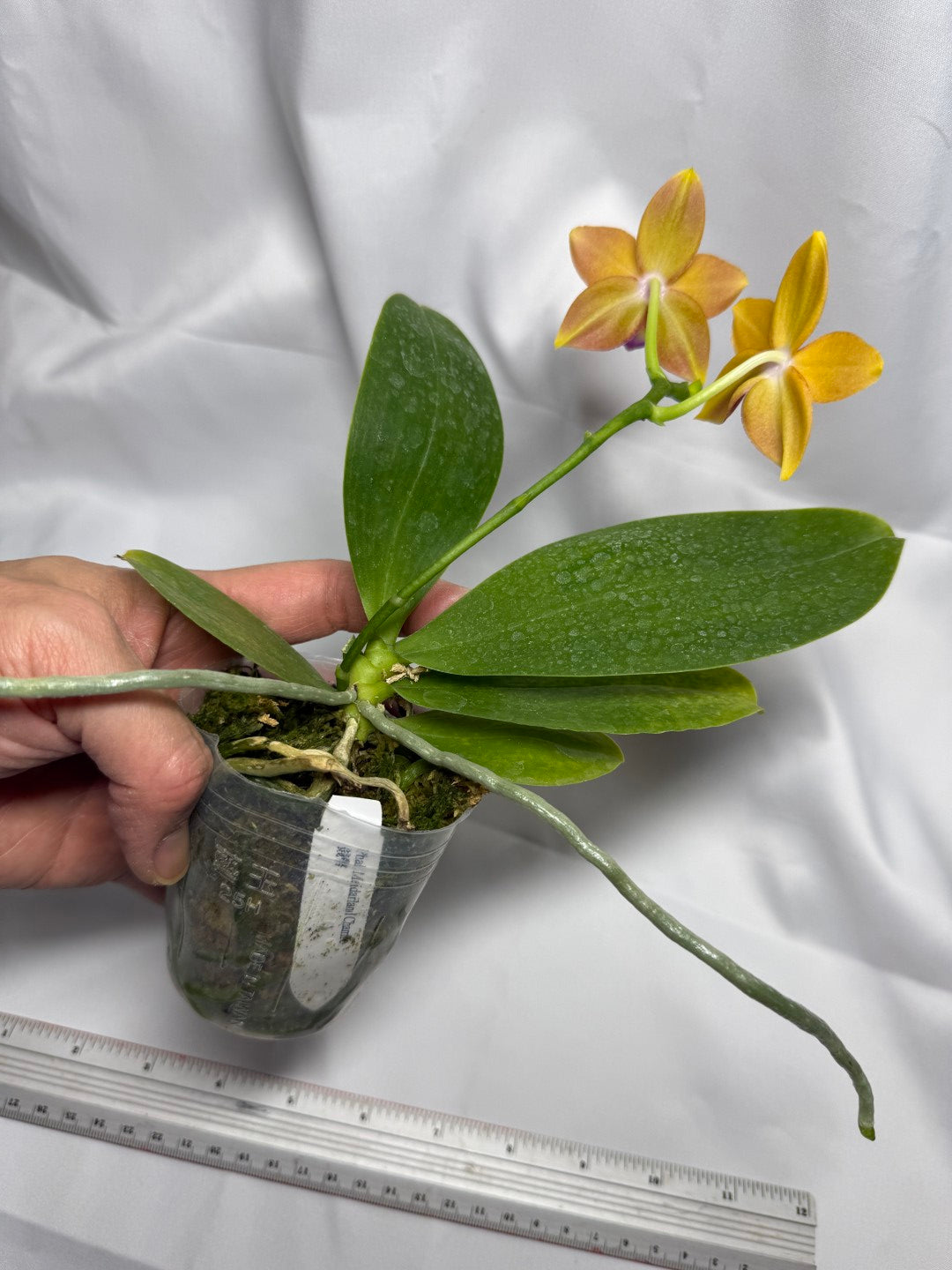 Phalaenopsis Meidarland Chambe (clone) 251118 Flowering