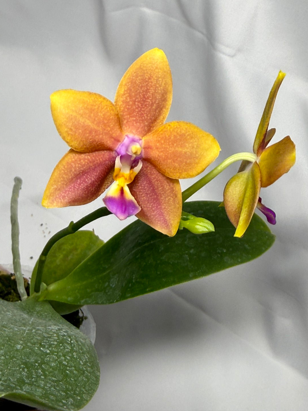 Phalaenopsis Meidarland Chambe (clone) 251118 Flowering