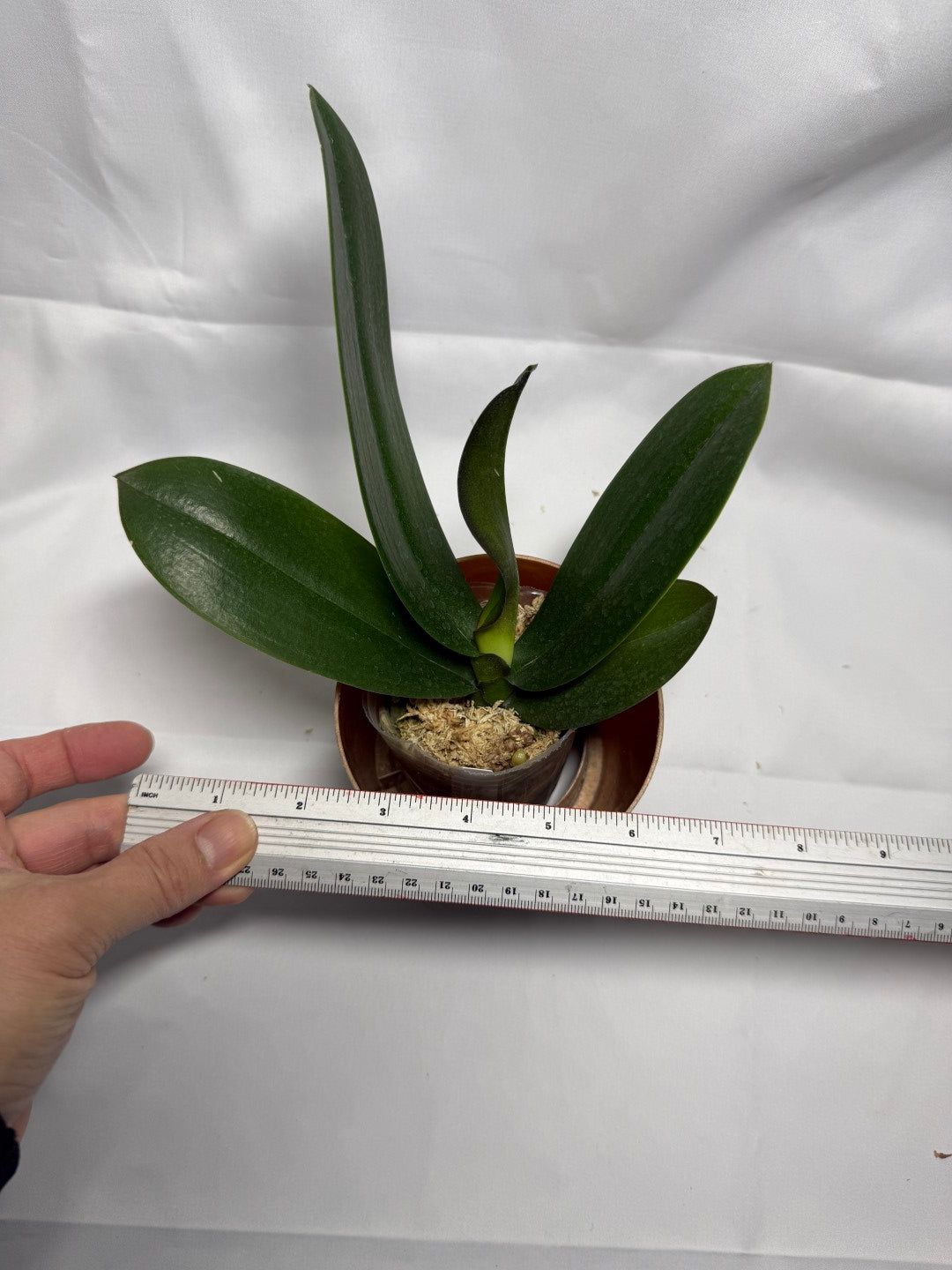 Phalaenopsis Miki Crown '16' SM/TOGA