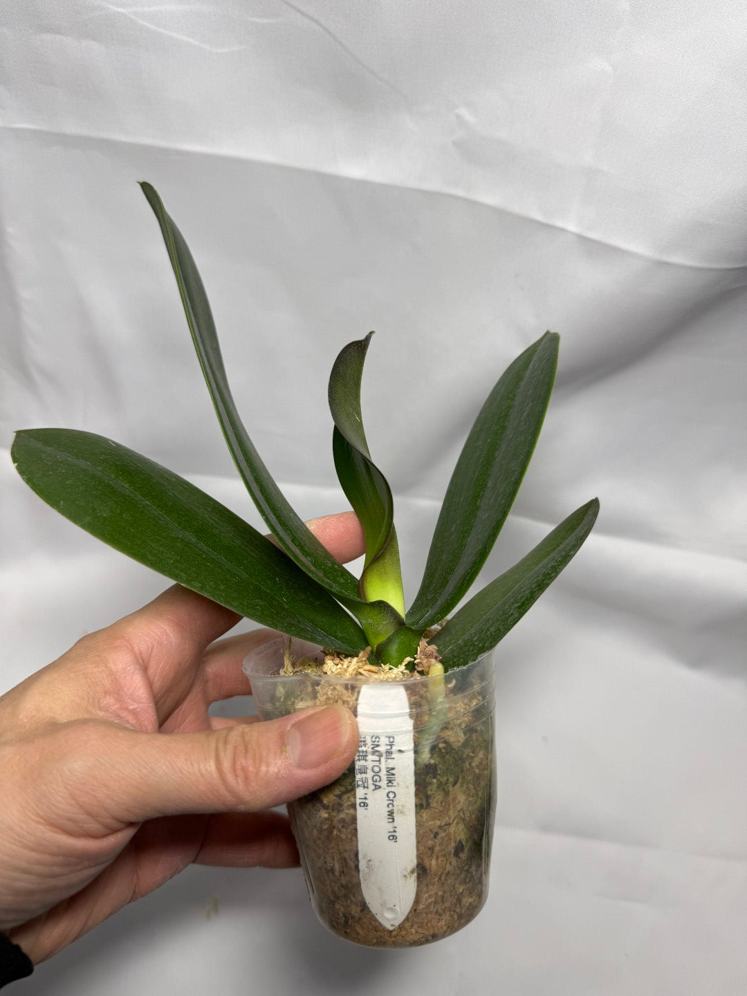 Phalaenopsis Miki Crown '16' SM/TOGA