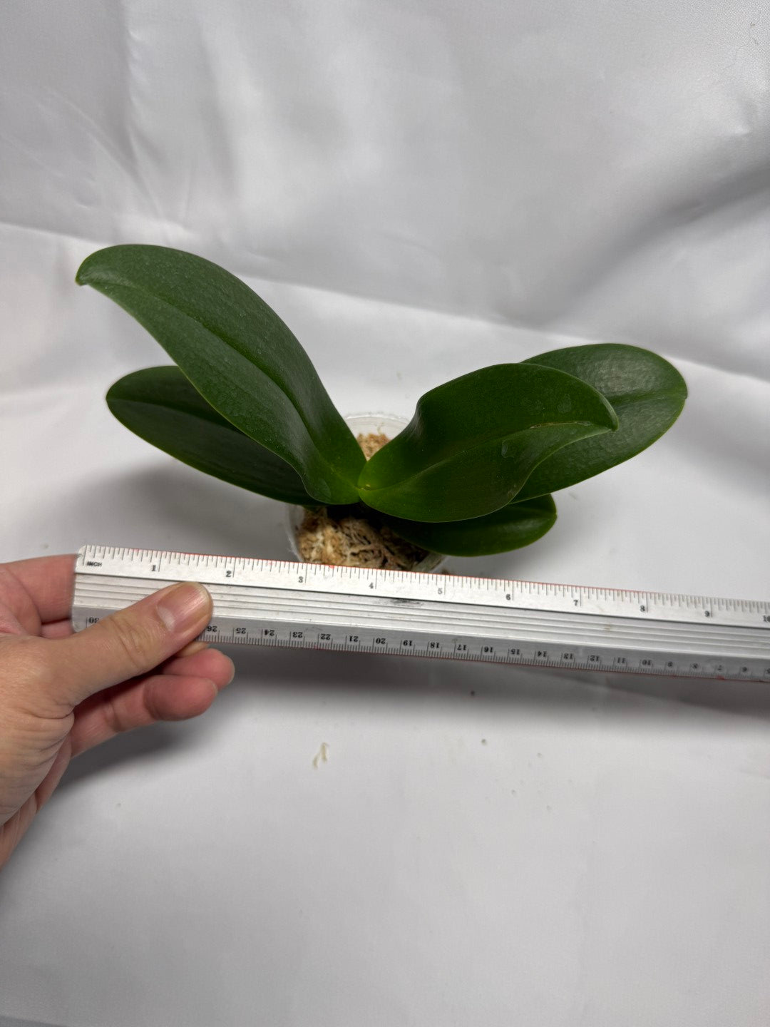 Phalaenopsis Reyoung Ultra Violet (clone)