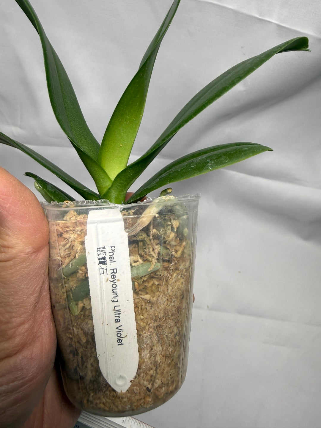 Phalaenopsis Reyoung Ultra Violet (clone)