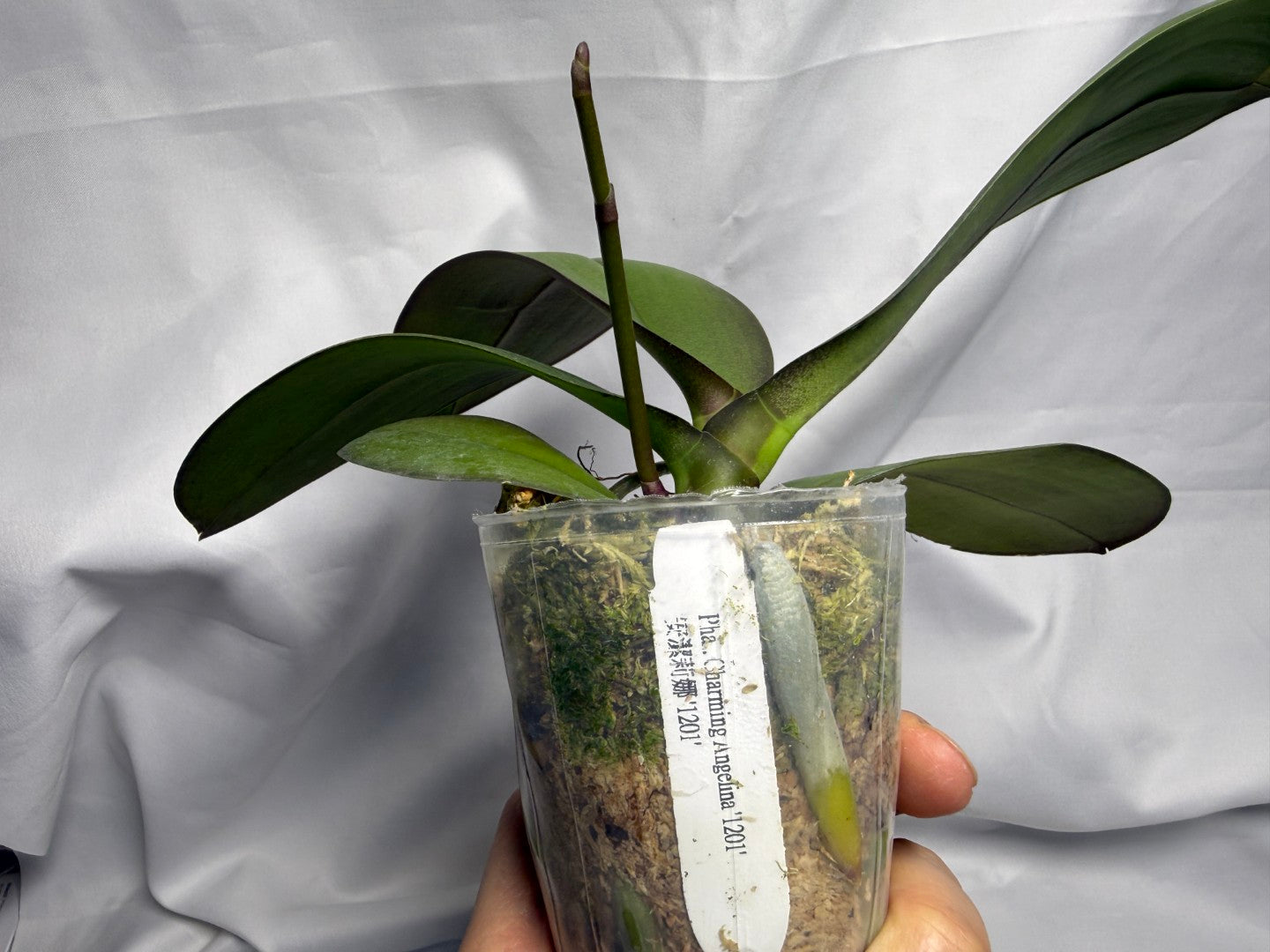 Phalaenopsis Charming Angelina '1201' 260611 Spiking
