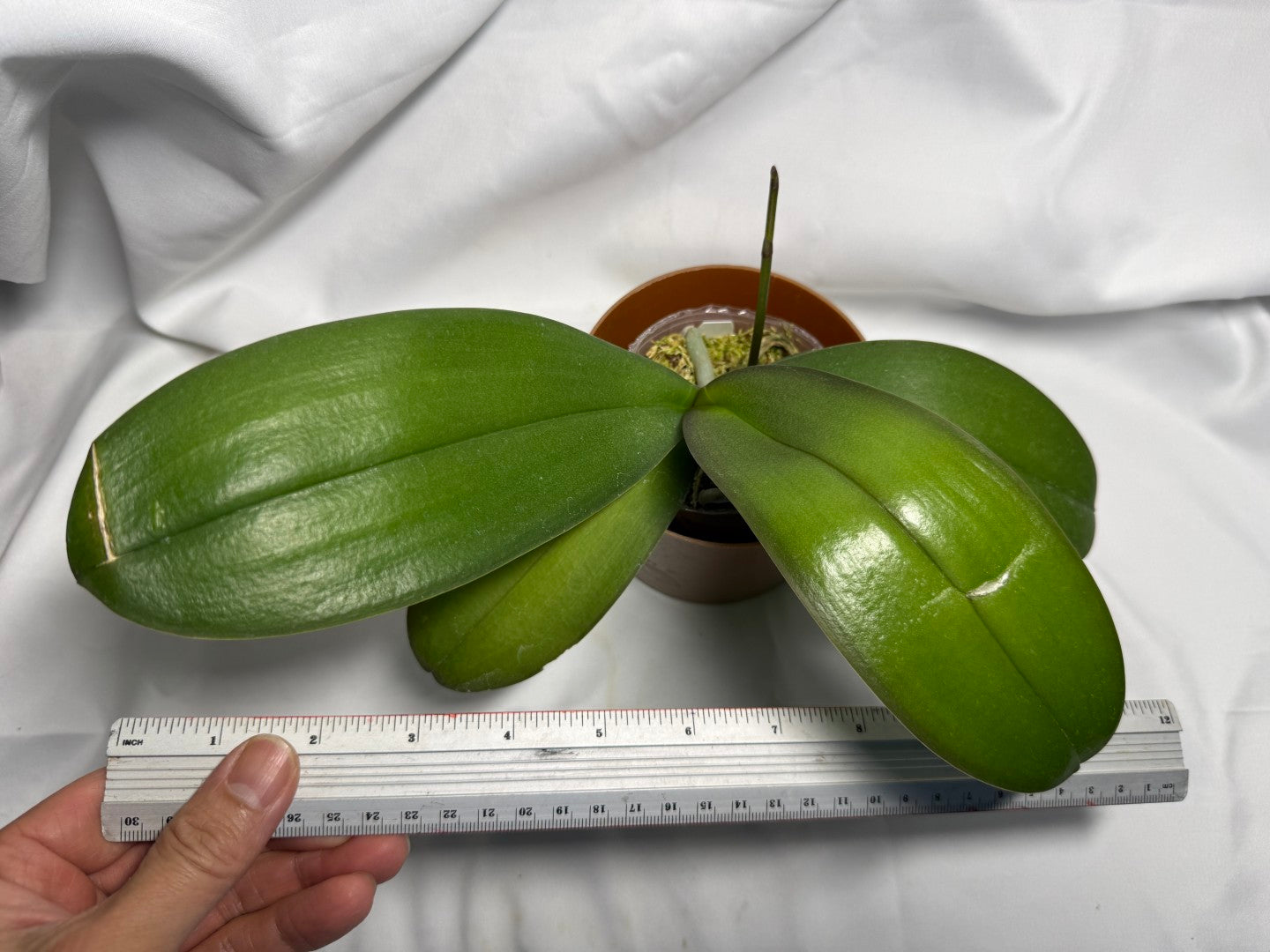 Phalaenopsis Charming Angelina '1201' 260611 Spiking