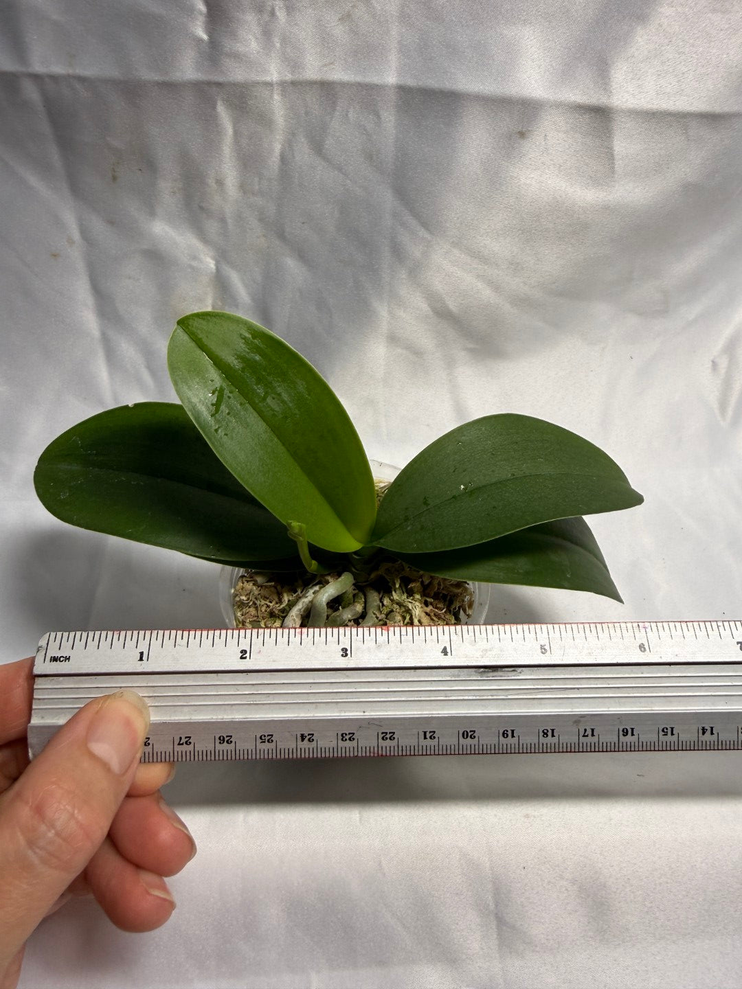 Phalaenopsis Evarise Blue Angel in spike