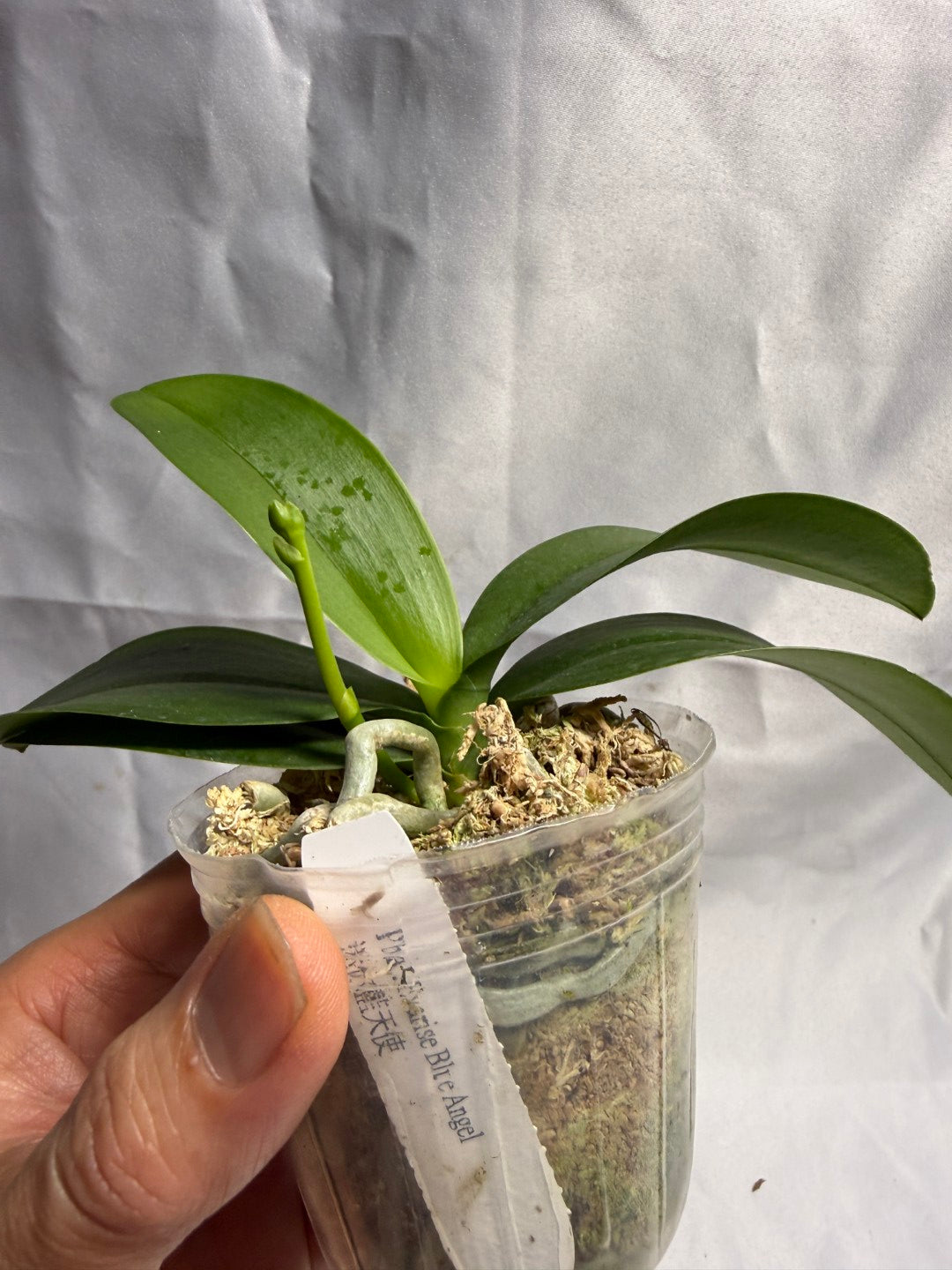 Phalaenopsis Evarise Blue Angel in spike