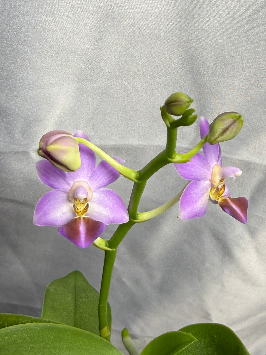 Phalaenopsis Evarise Blue Angel in spike