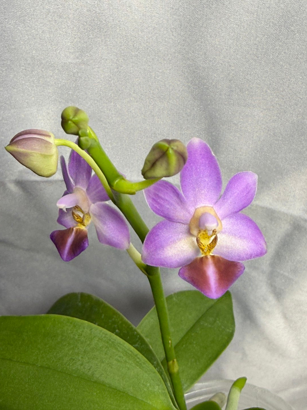 Phalaenopsis Evarise Blue Angel in spike