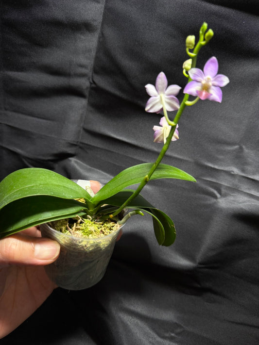 Phalaenopsis Evarise Blue Angel 260703 Flowering