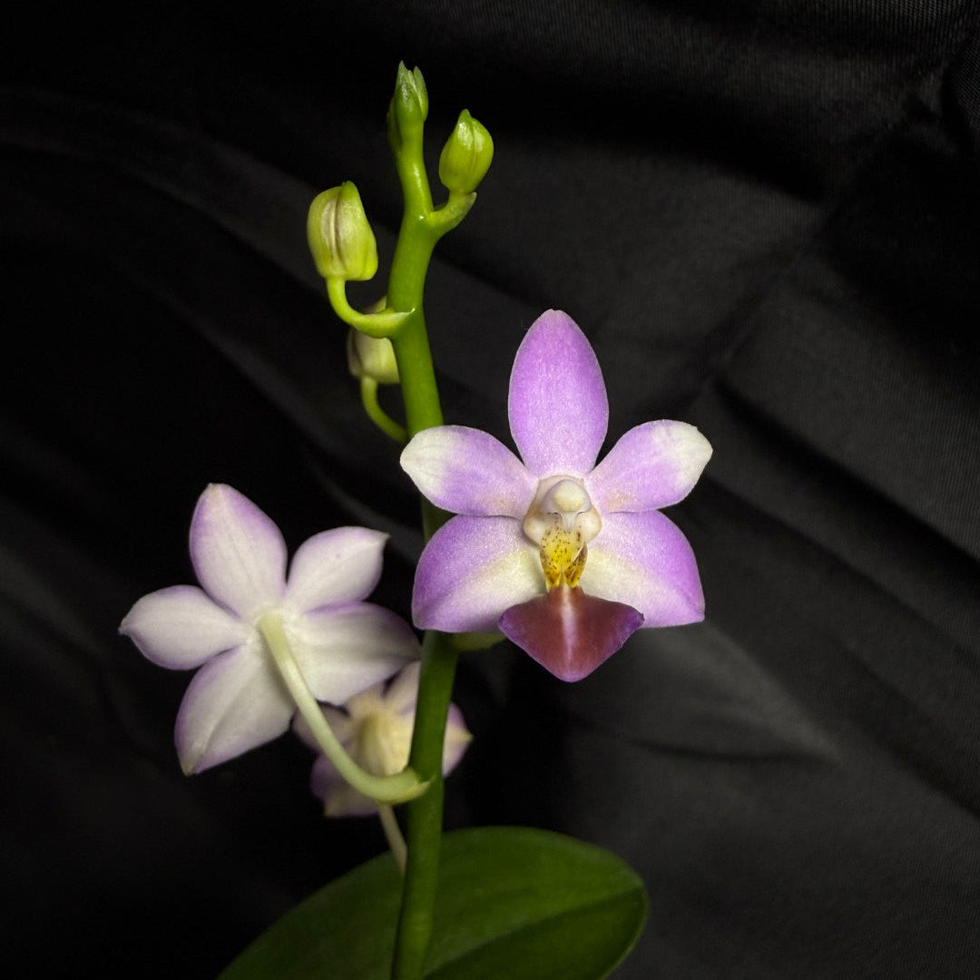 Phalaenopsis Evarise Blue Angel 260703 Flowering