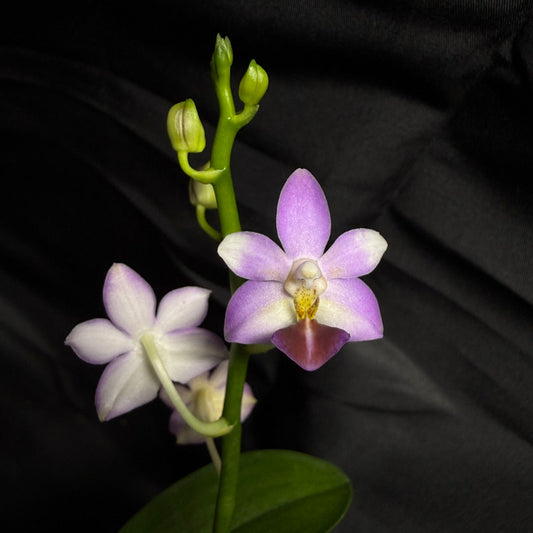 Phalaenopsis Evarise Blue Angel 260703 Flowering