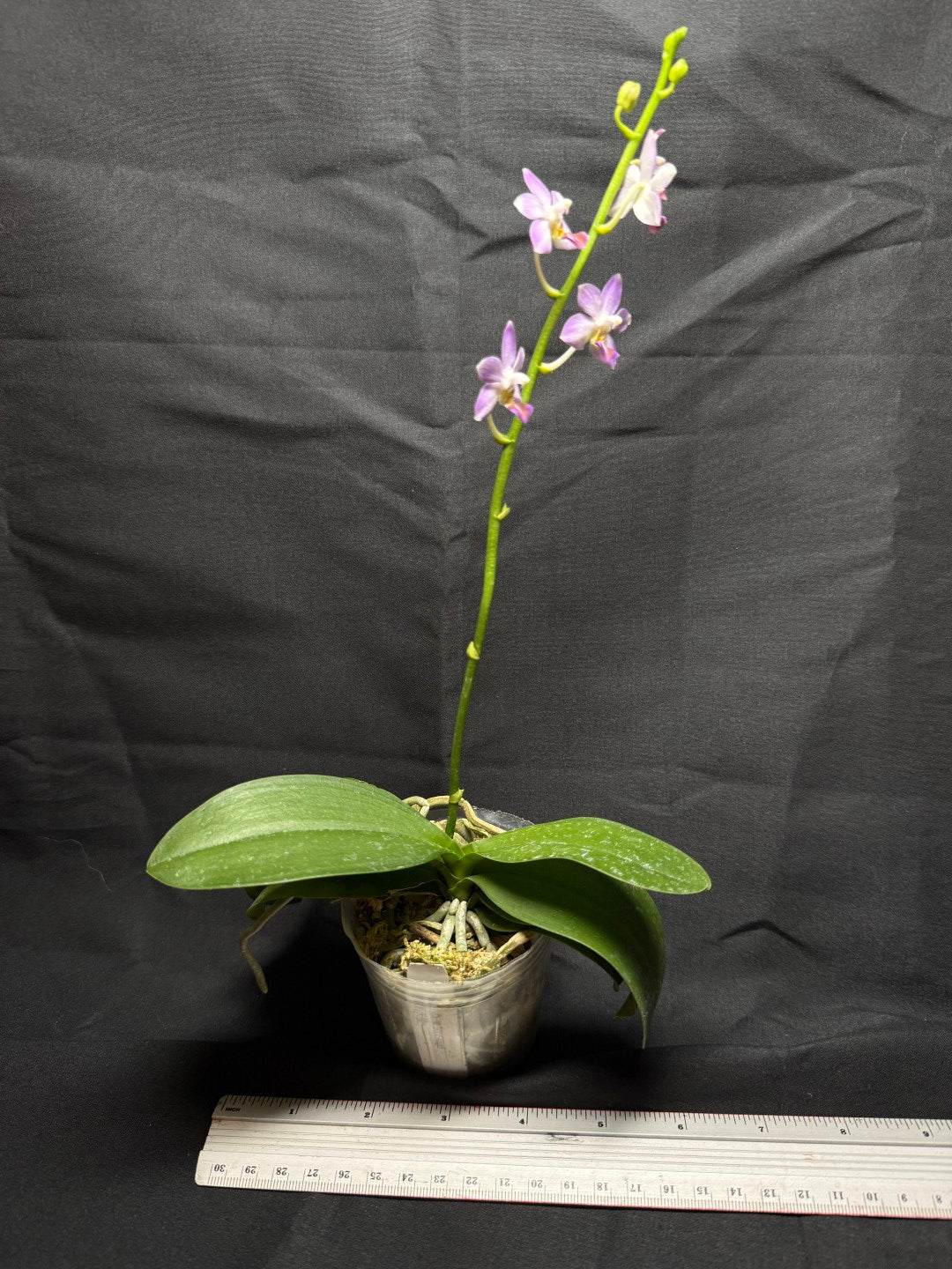 Phalaenopsis Evarise Blue Angel 260825 Flowering