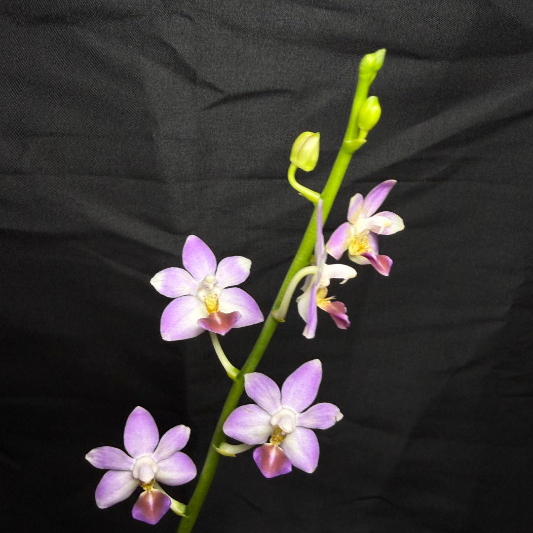 Phalaenopsis Evarise Blue Angel 260825 Flowering