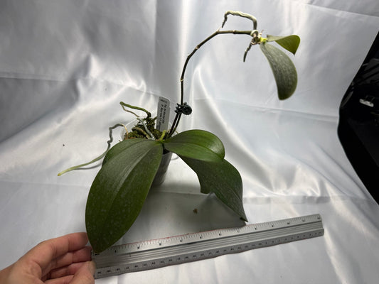 Phalaenopsis Mini Mark 251124 Spiking and Keiki