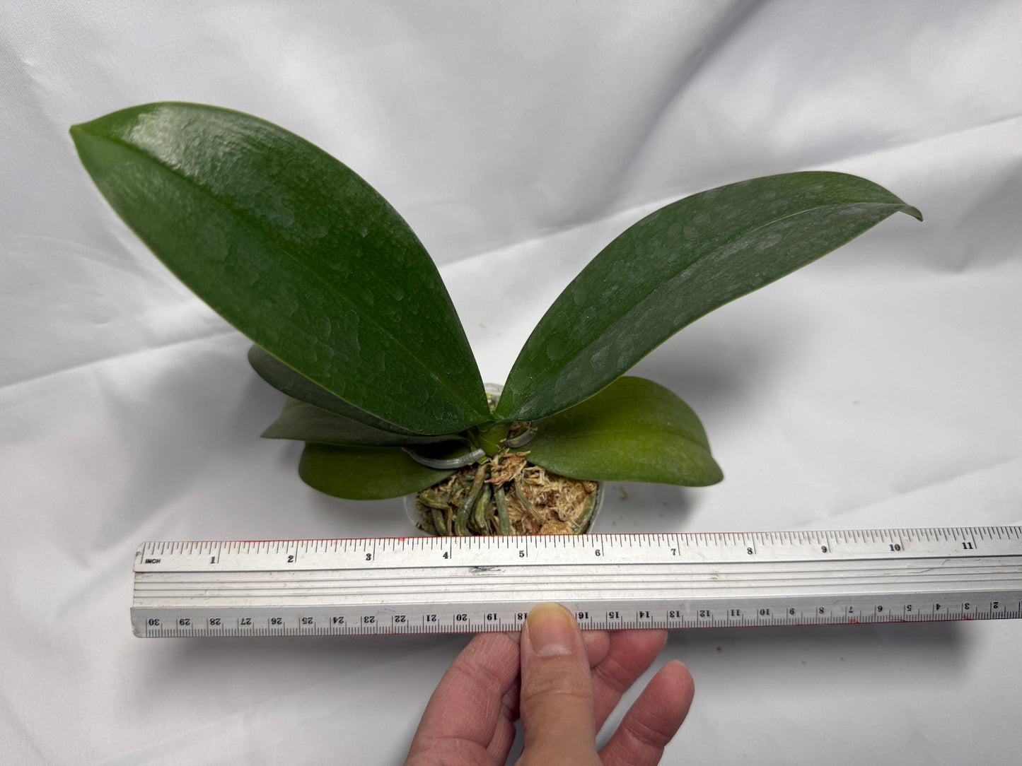 Phalaenopsis Mini Mark