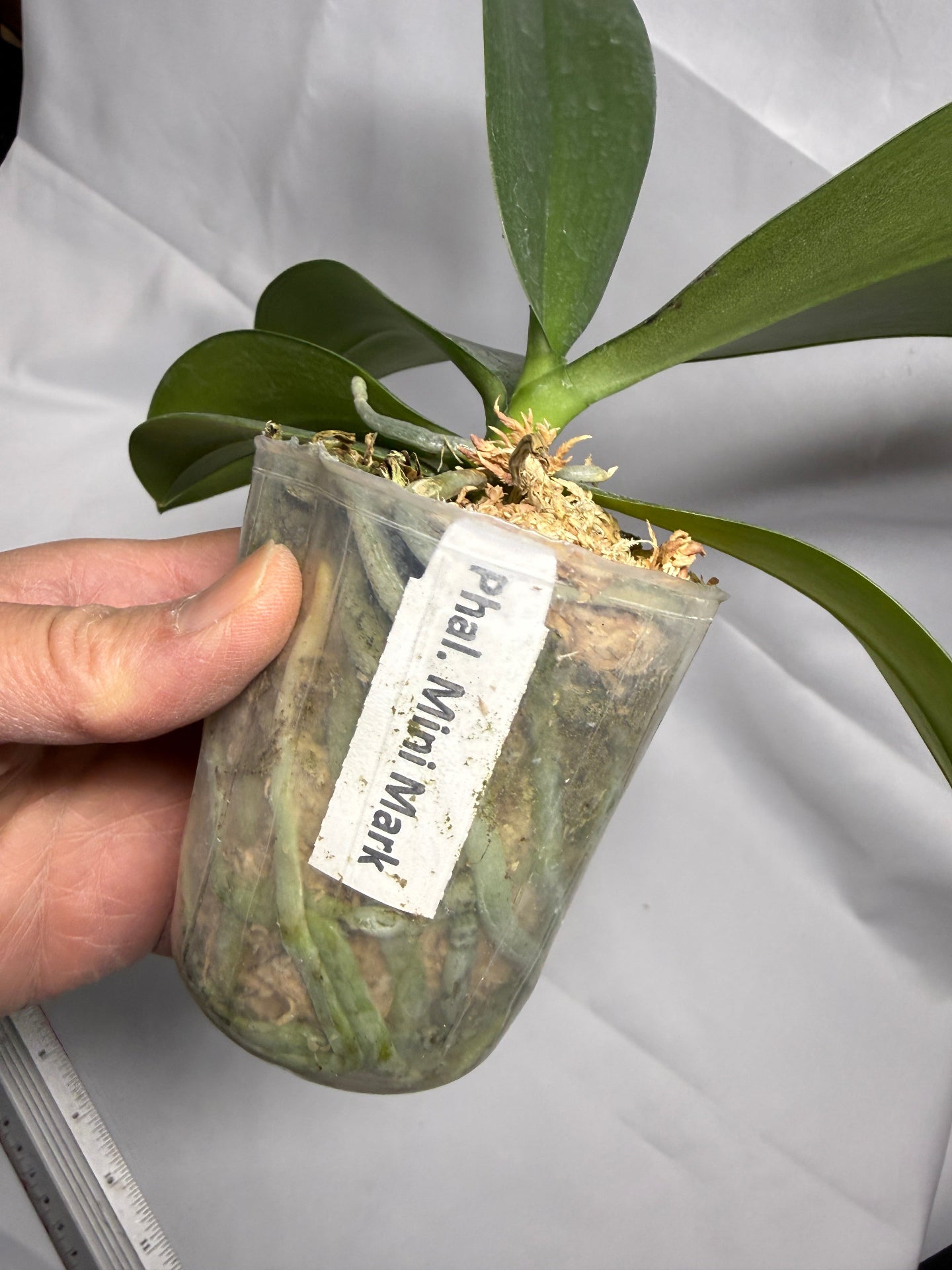 Phalaenopsis Mini Mark