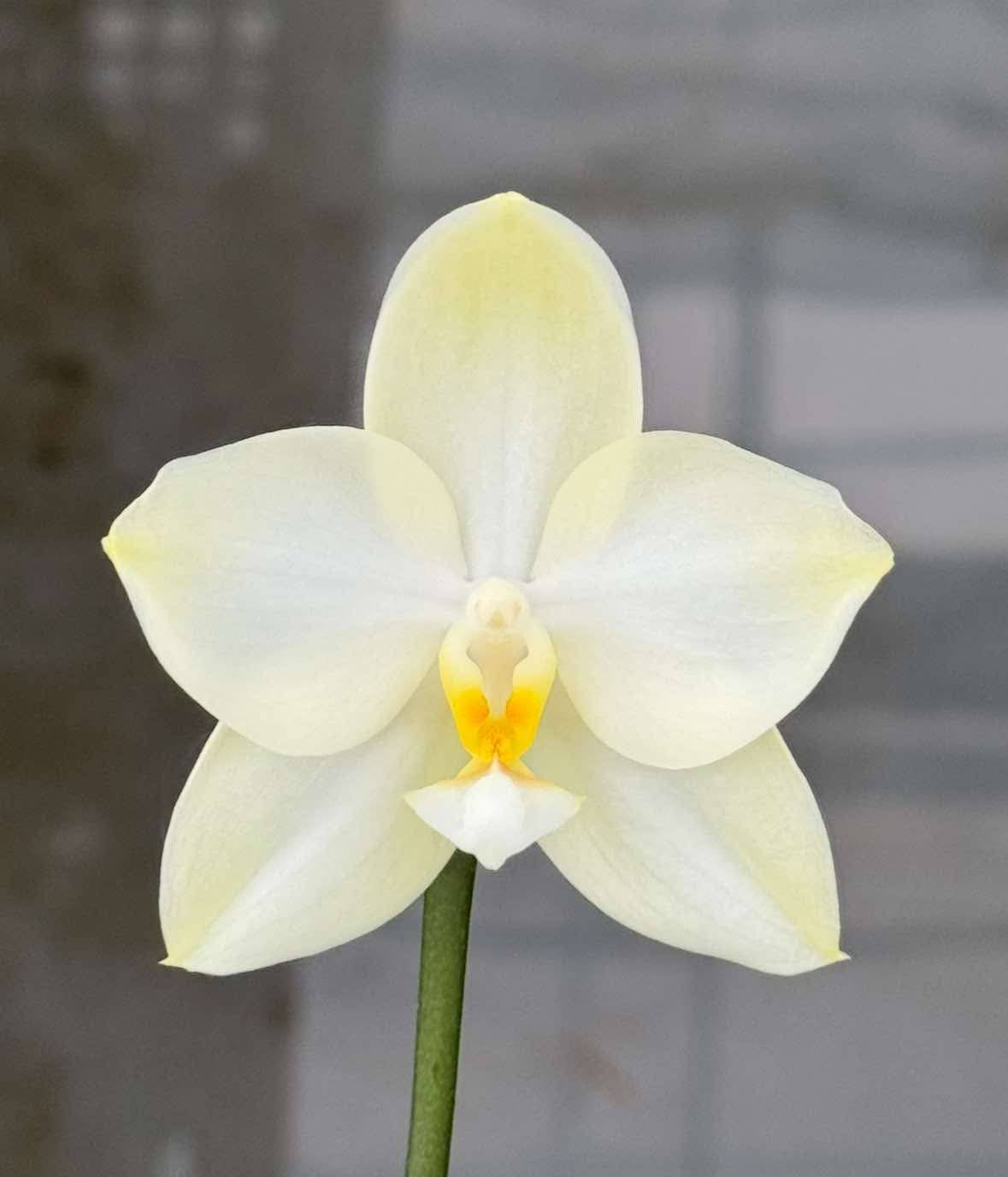 Phalaenopsis Mituo Diamond Canary 'Mutton Fat Jade' 羊脂玉